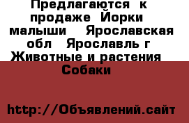 Предлагаются  к  продаже  Йорки   малыши. - Ярославская обл., Ярославль г. Животные и растения » Собаки   